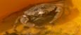 crabs in love